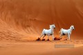 zwei weiße Pferde in der Wüste realistisch von Foto